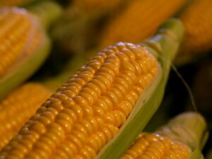 a close up of corn on the cob